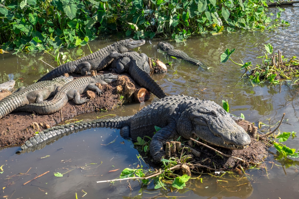 Usa,,Florida,,Orlando,,Gatorland,,Alligators