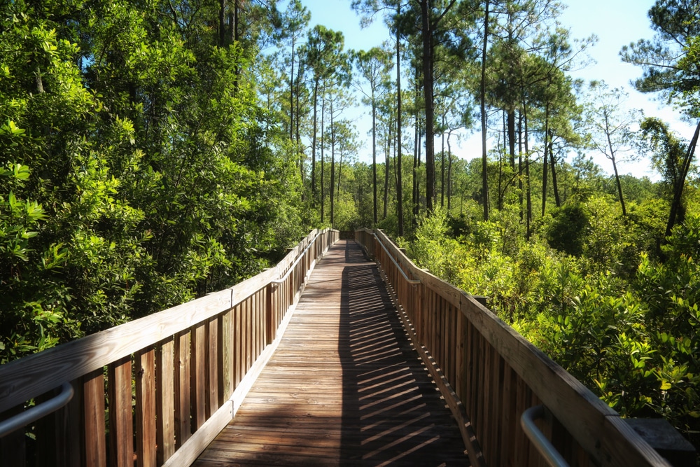 Scenic,Nature,Trail,Flower,Tibet-butler,Preserve,Orlando,,Florida