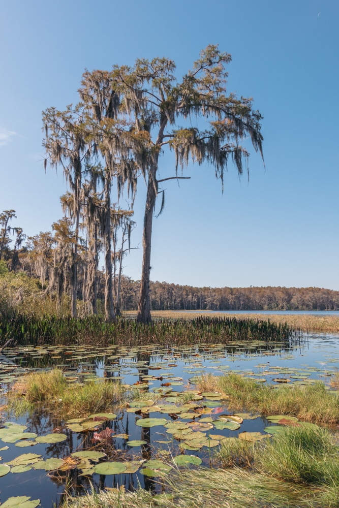 Lake,Louisa,State,Park,,Clermont,,Florida.,View,Of,Dixie,Lake.