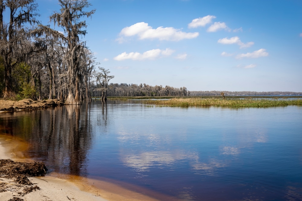 Cypress,Trees,Line,The,Shore,Of,The,Root-beer-coloured,Water,Of