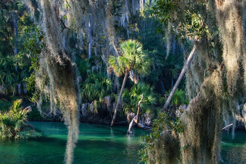 Views,Of,Blue,Springs,State,Park,Near,Orlando,,Florida