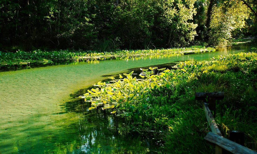 River,Run,Spring,With,The,Clear,Water,In,Kelly,Park