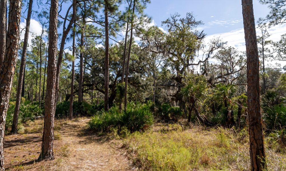 Palm,Trees,And,Other,Lush,Greenery,Line,A,Hiking,Trail