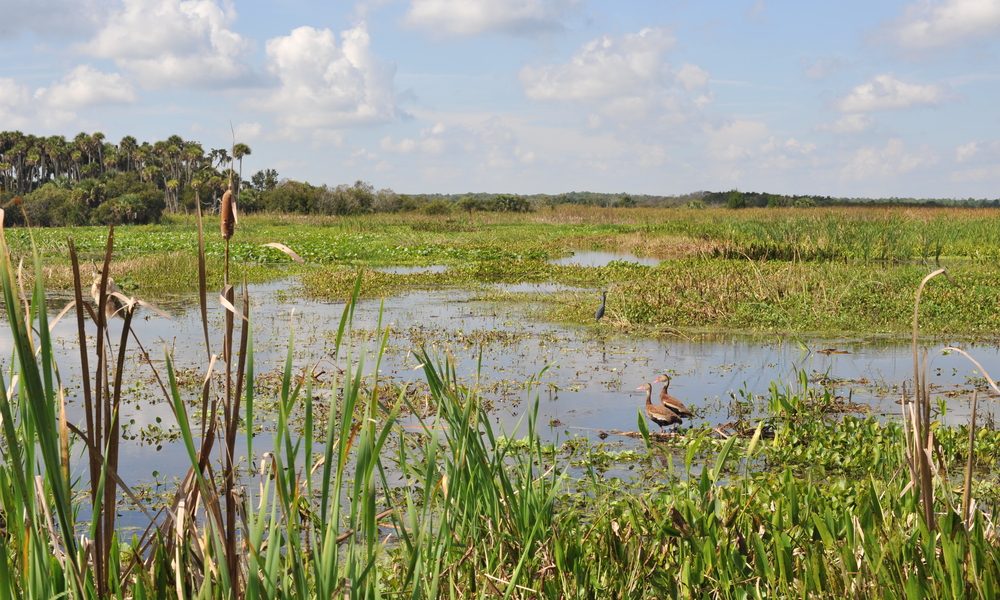 Orlando,Wetlands,Park